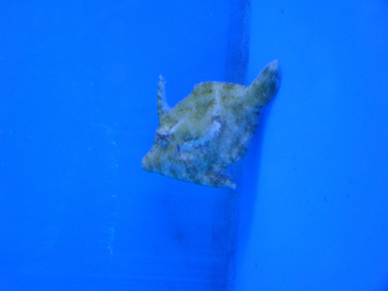  Acreichthys tomentosus (Bristle-tail Filefish)